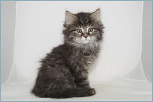 Male Siberian Kitten from Deedlebug Siberians